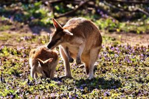 Australia: Kangaroo